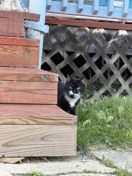 Found/Stray Unknown Cat last seen Meade st and n Lexington , Pittsburgh, PA 15208