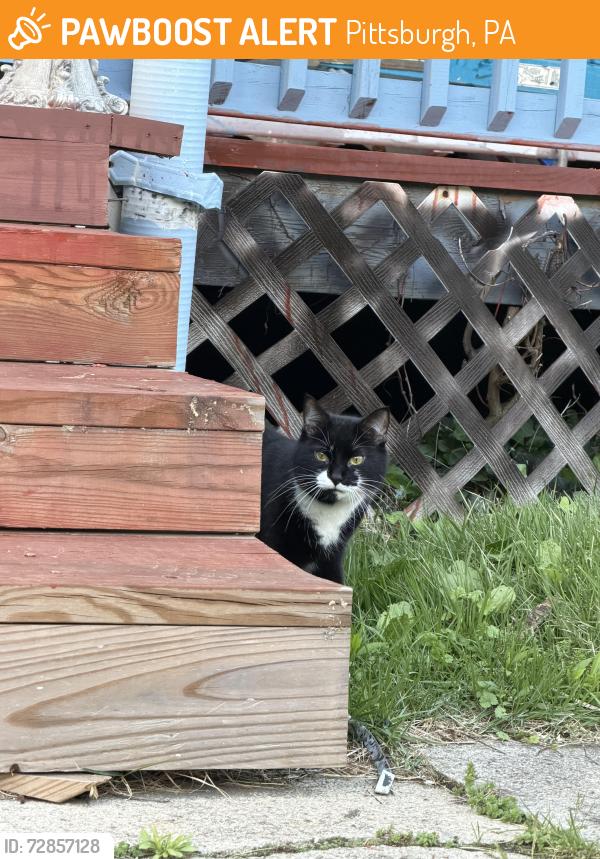 Found/Stray Unknown Cat last seen Meade st and n Lexington , Pittsburgh, PA 15208