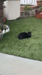 Lost Male Cat last seen Marble canyon, Chula Vista, CA 91915