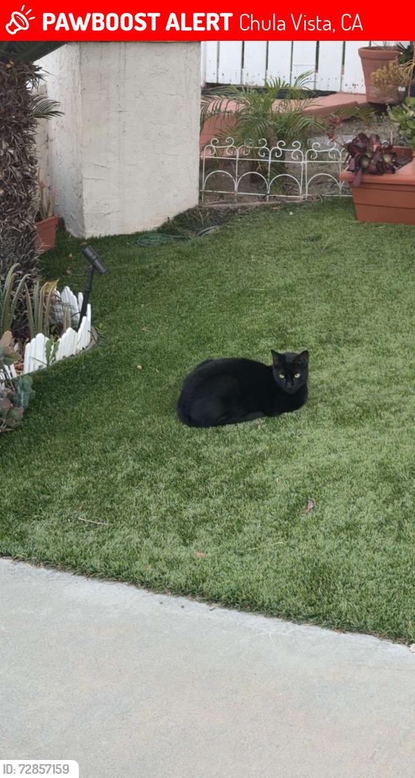 Lost Male Cat last seen Marble canyon, Chula Vista, CA 91915