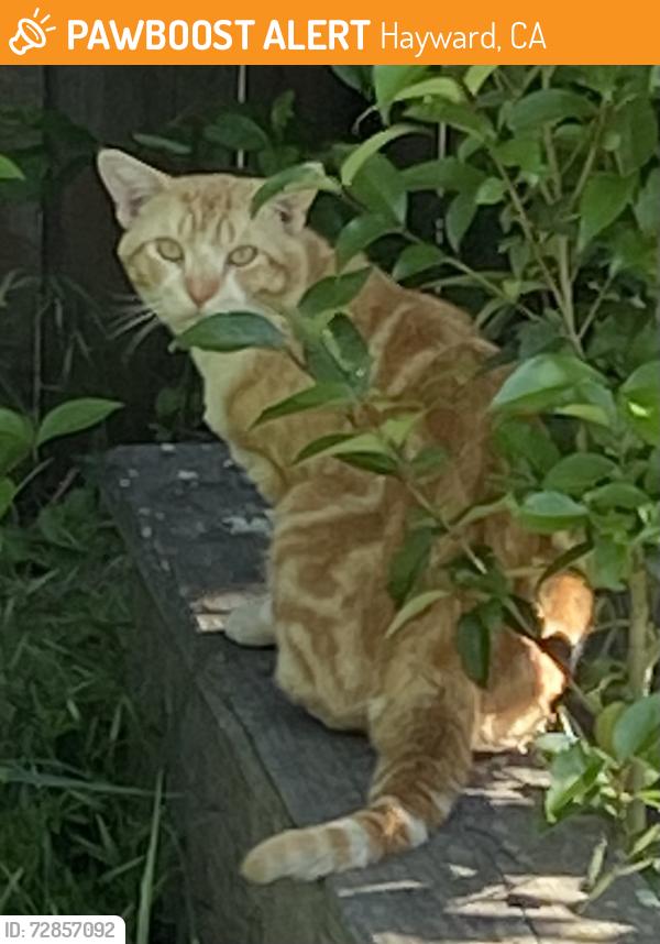Found/Stray Unknown Cat last seen Jacobs Pl, Hayward, CA 94541