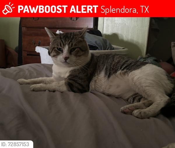 Lost Male Cat last seen Near Dogwood Ln Splendora, TX  77372 United States, Splendora, TX 77372