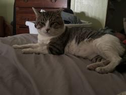 Lost Male Cat last seen Near Dogwood Ln Splendora, TX  77372 United States, Splendora, TX 77372