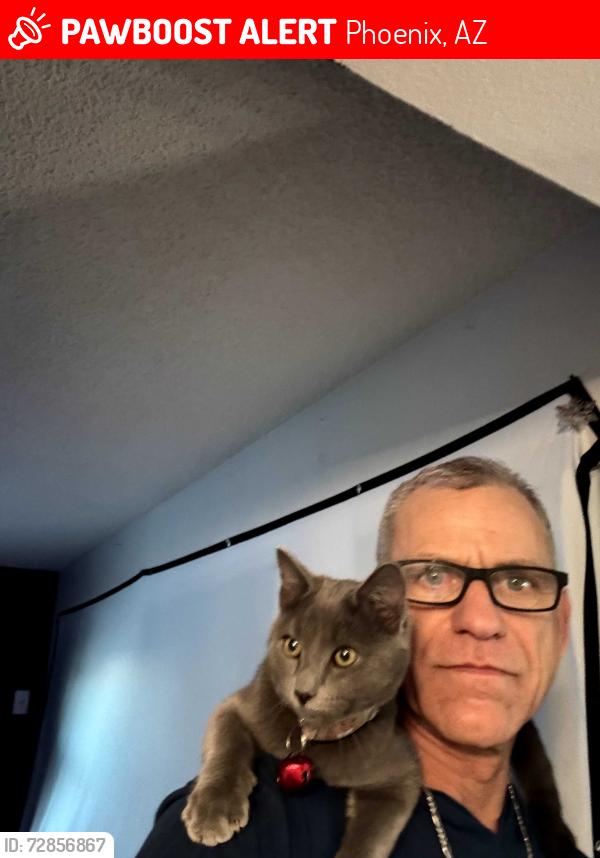 Lost Male Cat last seen 33rd and peoria, Phoenix, AZ 85051