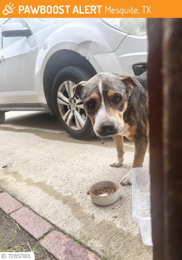 Found/Stray Male Dog last seen Springwood Dr. , Mesquite, TX 75181