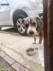Found/Stray Male Dog last seen Springwood Dr. , Mesquite, TX 75181