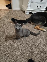 Lost Female Cat last seen McKinley and Wishon, Fresno, CA 93728