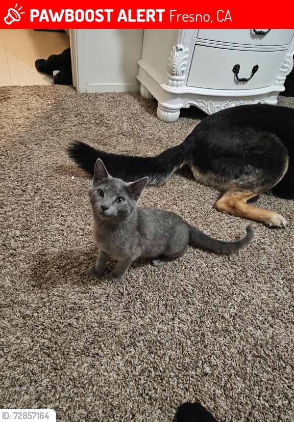 Lost Female Cat last seen McKinley and Wishon, Fresno, CA 93728