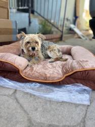 Lost Female Dog last seen Arleta y osborne, Los Angeles, CA 91331