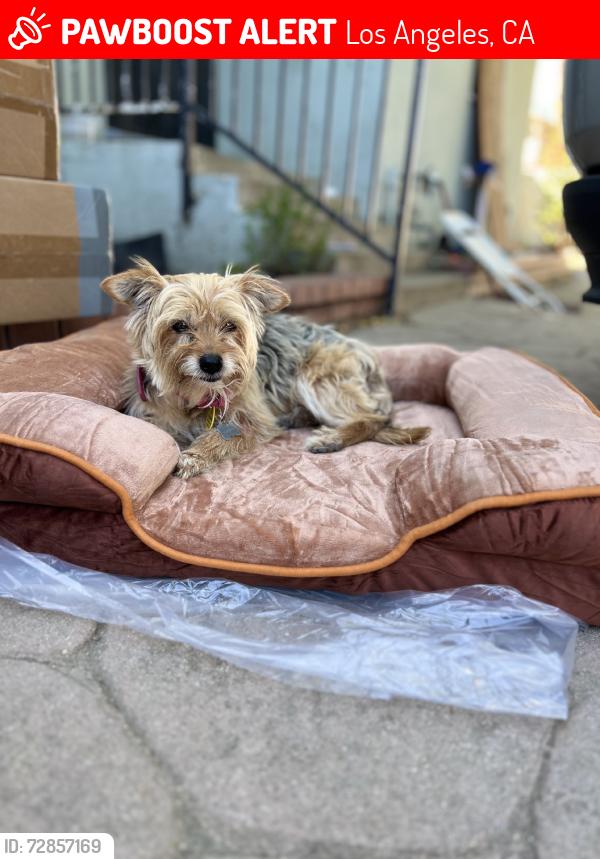 Lost Female Dog last seen Arleta y osborne, Los Angeles, CA 91331