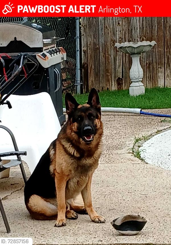 Lost Male Dog last seen Green oaks and mayfield south west arlington, Arlington, TX 76016