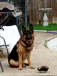 Lost Male Dog last seen Green oaks and mayfield south west arlington, Arlington, TX 76016