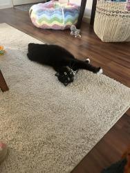 Lost Female Cat last seen Pickens bridge village apmts, Piney Flats, TN 37686