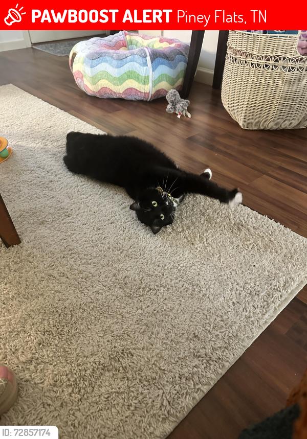 Lost Female Cat last seen Pickens bridge village apmts, Piney Flats, TN 37686