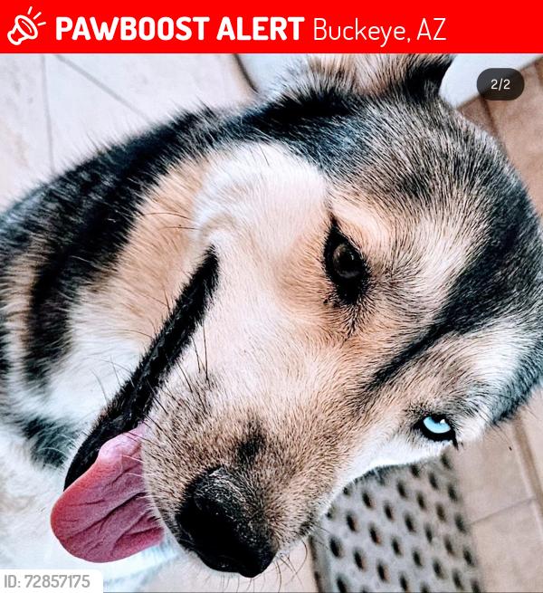 Lost Female Dog last seen North Miller Road and North Alarcon Boulevard, Buckeye, AZ 85326