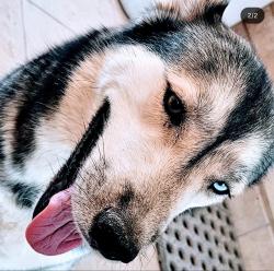 Lost Female Dog last seen North Miller Road and North Alarcon Boulevard, Buckeye, AZ 85326