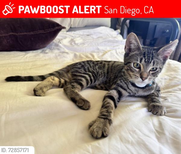 Lost Male Cat last seen Bellevue Ave, Bird Rock Ave, La Jolla, CA 92037, San Diego, CA 92037
