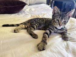 Lost Male Cat last seen Bellevue Ave, Bird Rock Ave, La Jolla, CA 92037, San Diego, CA 92037