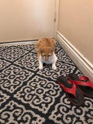 Lost Male Cat last seen Sago Palm Rd, Colton, CA 92324