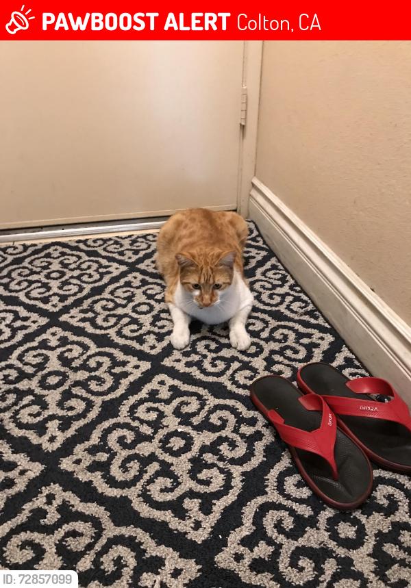 Lost Male Cat last seen Sago Palm Rd, Colton, CA 92324