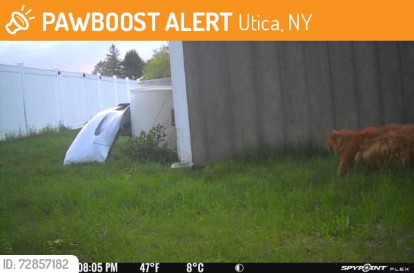 Found/Stray Unknown Cat last seen By the car wash / Mr buzz, Utica, NY 13502