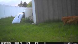 Found/Stray Unknown Cat last seen By the car wash / Mr buzz, Utica, NY 13502