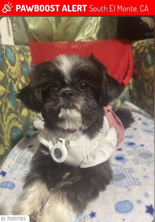 Lost Female Dog last seen El Monte , South El Monte, CA 91733