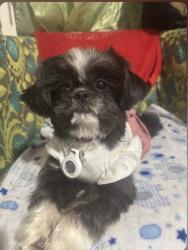 Lost Female Dog last seen El Monte , South El Monte, CA 91733