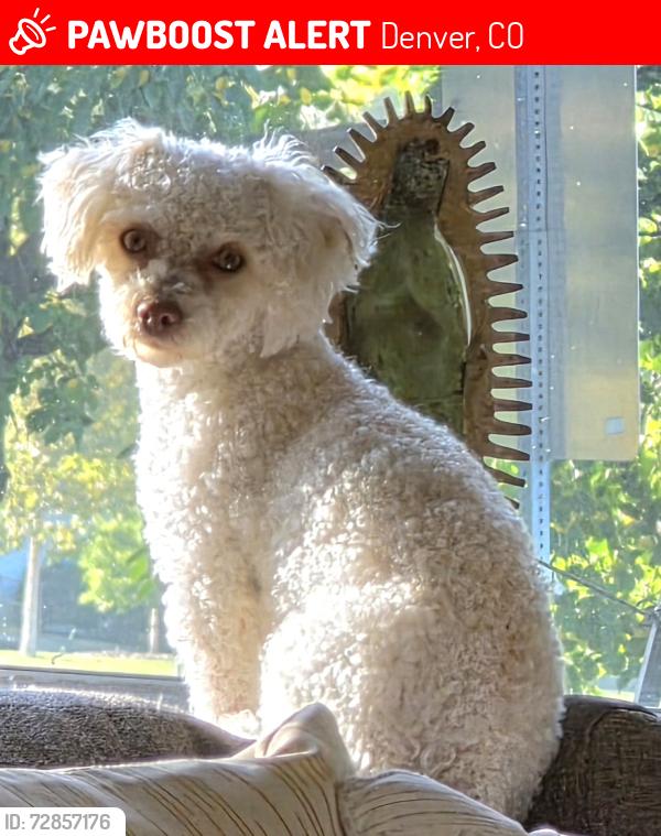 Lost Female Dog last seen Lowell blvd and Lousiana, Denver, CO 80219