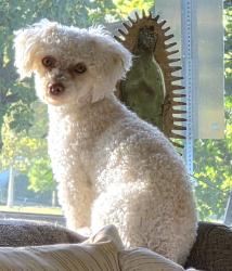 Lost Female Dog last seen Lowell blvd and Lousiana , Denver, CO 80219