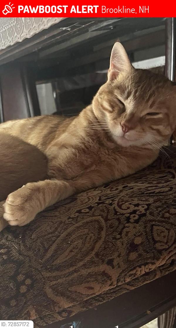 Lost Male Cat last seen Near Beaver Brook in Pepperell across our hse., Brookline, NH 03033