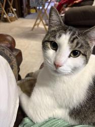 Lost Male Cat last seen E 31st ST S & Norwood, Independence, MO 64052