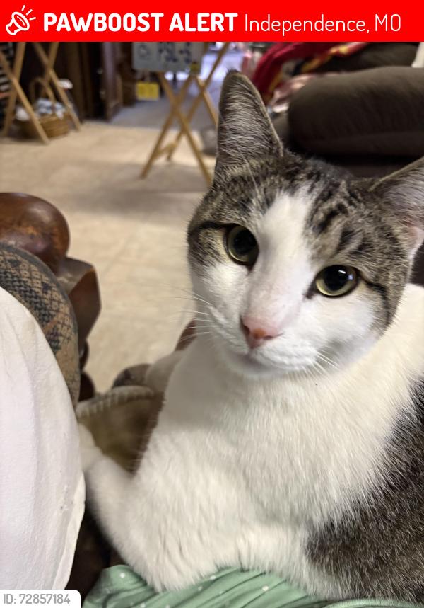 Lost Male Cat last seen E 31st ST S & Norwood, Independence, MO 64052