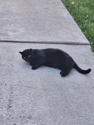 Found/Stray Unknown Cat last seen 35th place/18th Avenue, Kenosha, WI 53140