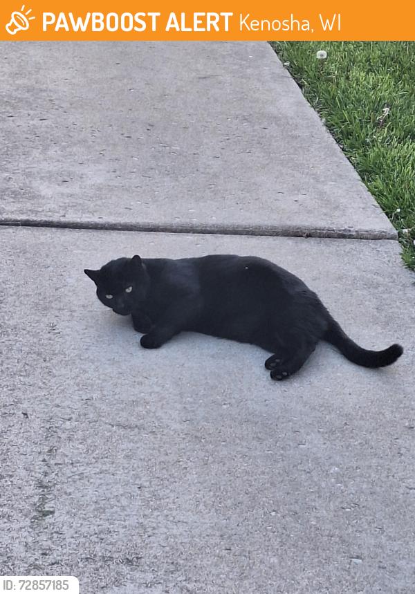 Found/Stray Unknown Cat last seen 35th place/18th Avenue, Kenosha, WI 53140