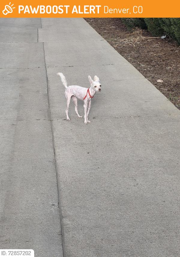 Found/Stray Female Dog last seen Trenton st Northfield Blvd , Denver, CO 80238