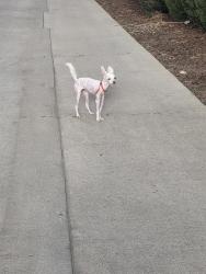 Found/Stray Female Dog last seen Trenton st Northfield Blvd , Denver, CO 80238