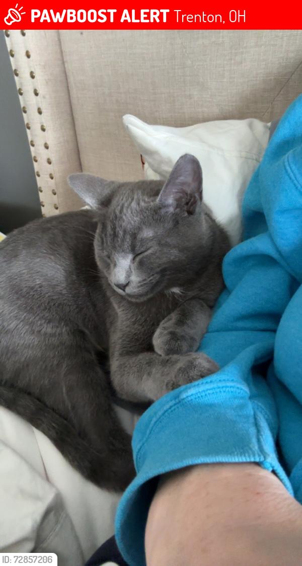 Lost Male Cat last seen Trenton Ohio , Trenton, OH 45067