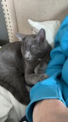 Lost Male Cat last seen Trenton Ohio , Trenton, OH 45067