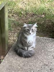 Found/Stray Unknown Cat last seen Luray place Kingsport tn, Kingsport, TN 37665