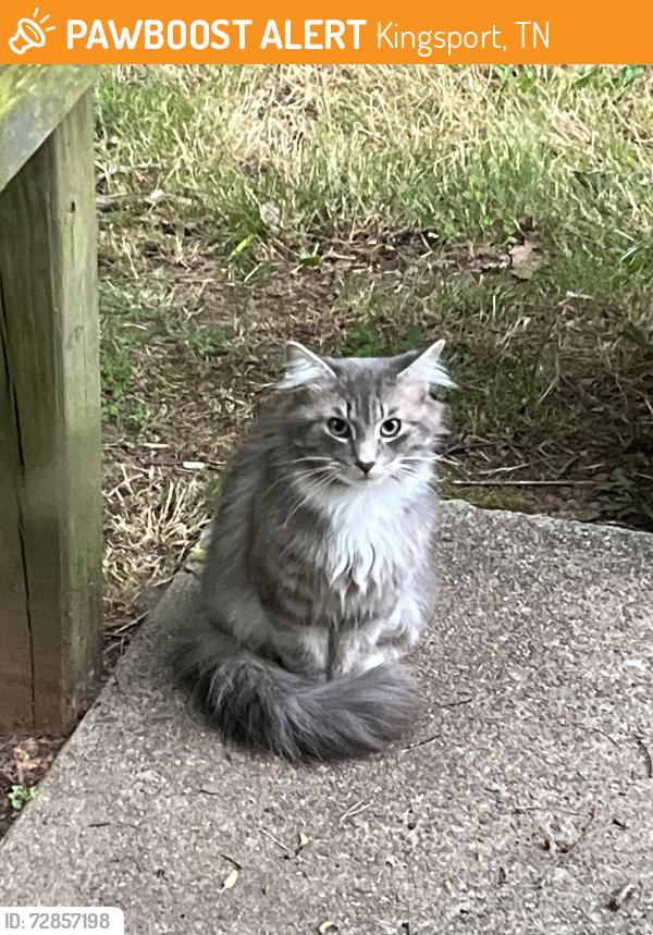 Found/Stray Unknown Cat last seen Luray place Kingsport tn, Kingsport, TN 37665