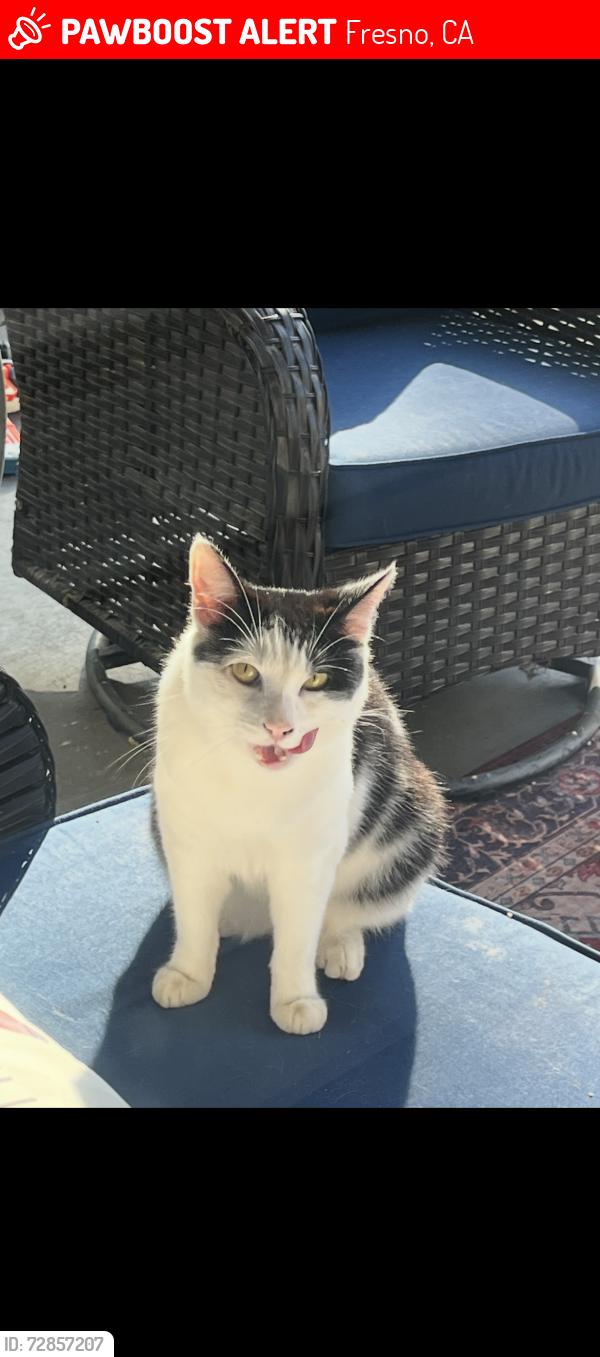 Lost Male Cat last seen Nelson Elementary , Fresno, CA 93711