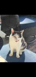 Lost Male Cat last seen Nelson Elementary , Fresno, CA 93711