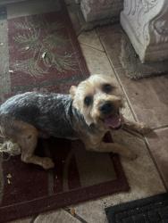Found/Stray Male Dog last seen Fiske blvd, Rockledge, FL 32955
