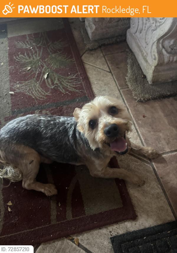 Found/Stray Male Dog last seen Fiske blvd, Rockledge, FL 32955