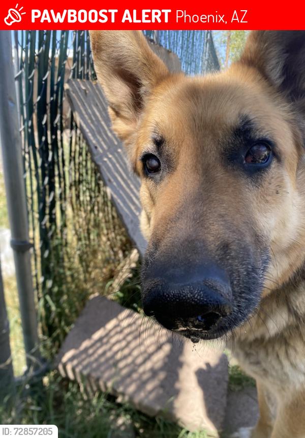 Lost Male Dog last seen W. Pierson Rd, Phoenix, AZ 85031