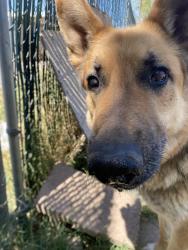 Lost Male Dog last seen W. Pierson Rd, Phoenix, AZ 85031