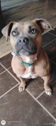Reunited Female Dog last seen Near 701, Conway, SC 29526