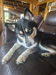 Found/Stray Female Dog last seen Tamarack, Columbus, OH 43229