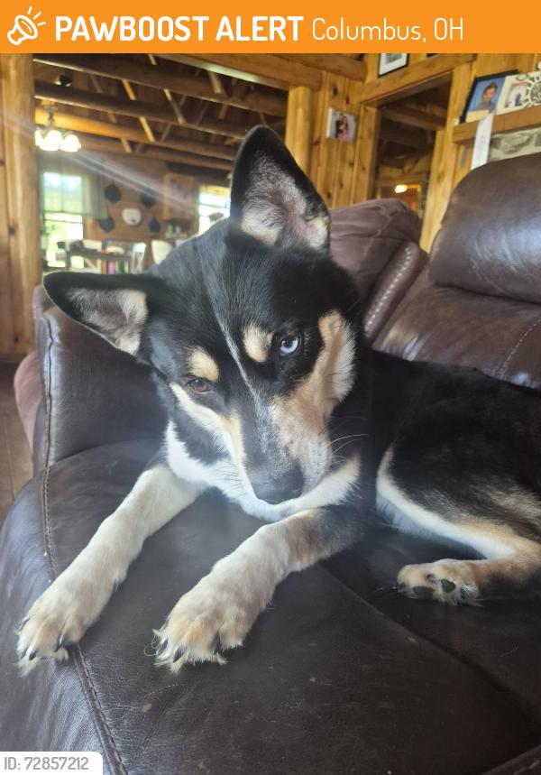 Found/Stray Female Dog last seen Tamarack, Columbus, OH 43229